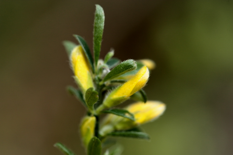 piantina a fiori gialli - Genista cfr.pilosa